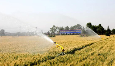 提升小麥單產 助力夏糧豐收